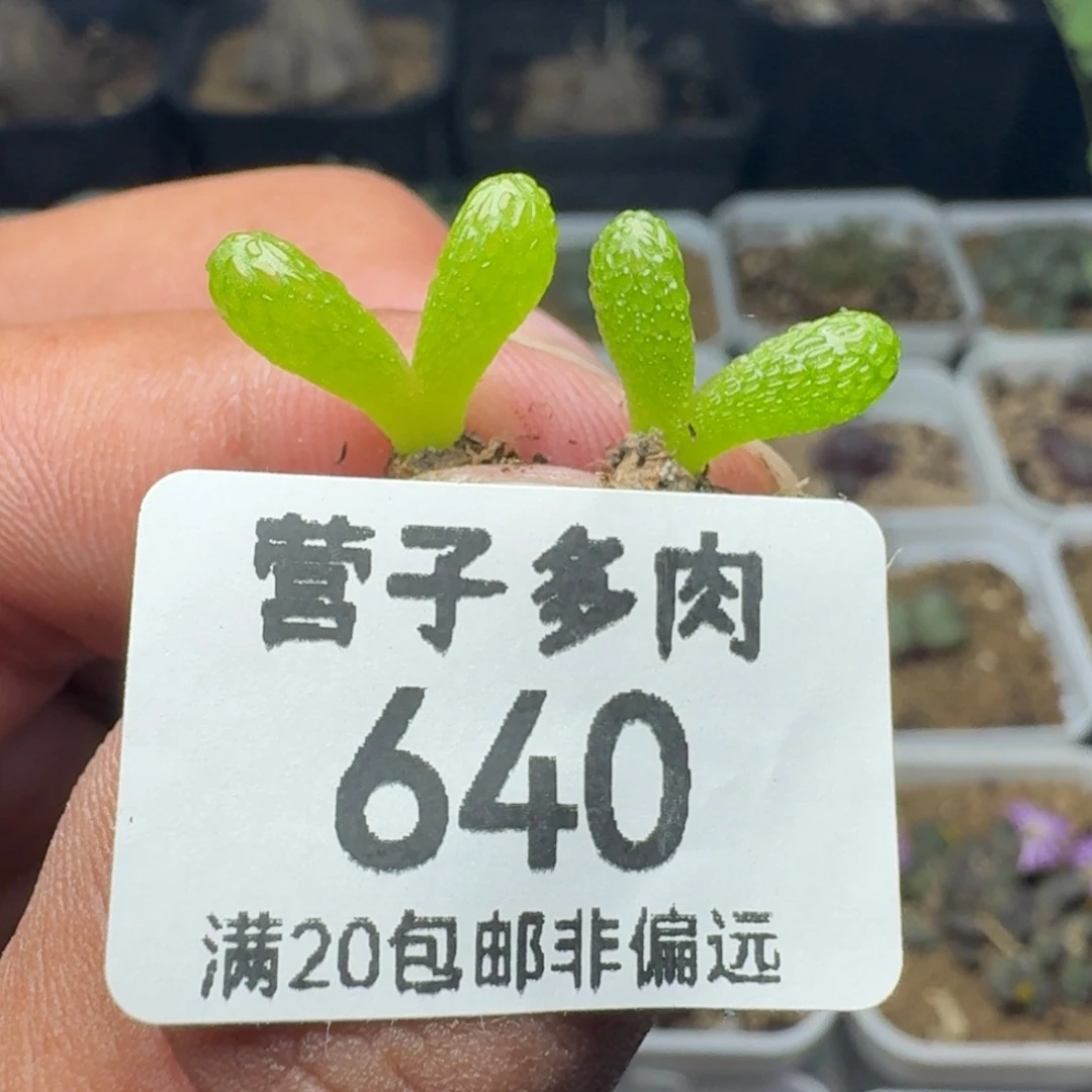 妖奇玉。