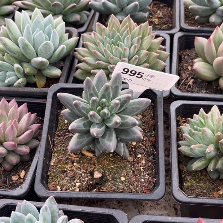 美人系多肉植物995