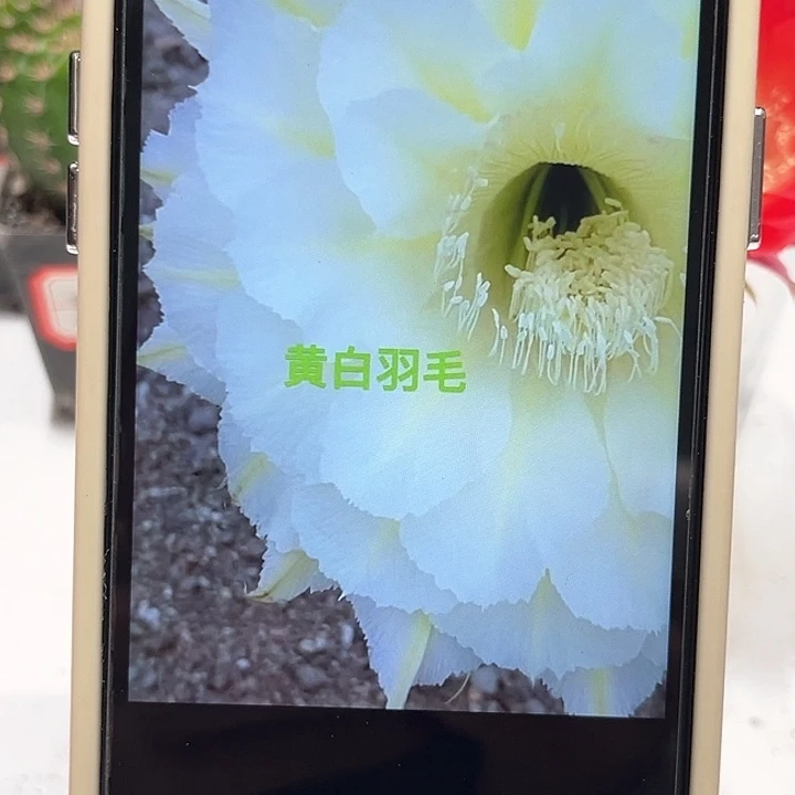 彩草黄白羽毛侧芽2.5公分左右