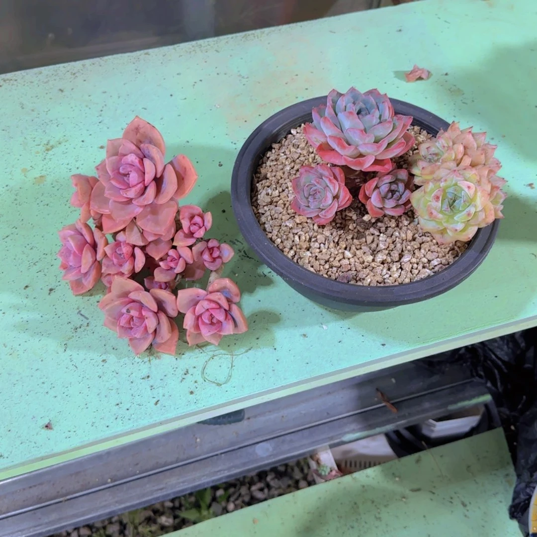 多肉植物套餐 0000
