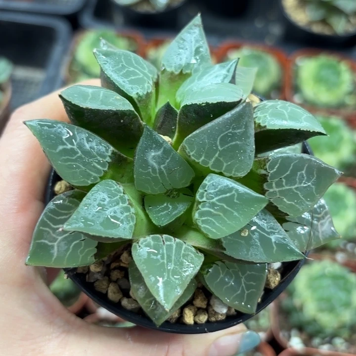 母本火凤凰克多肉植物
