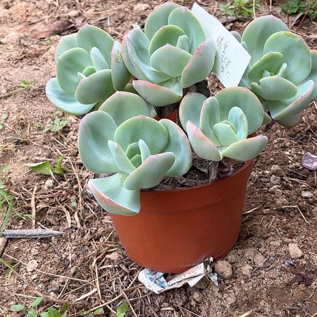 【闪购商品】无花朵晴*?