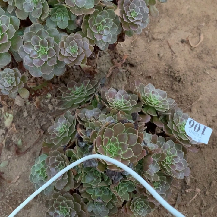 106荷兰玫瑰手捧4号
