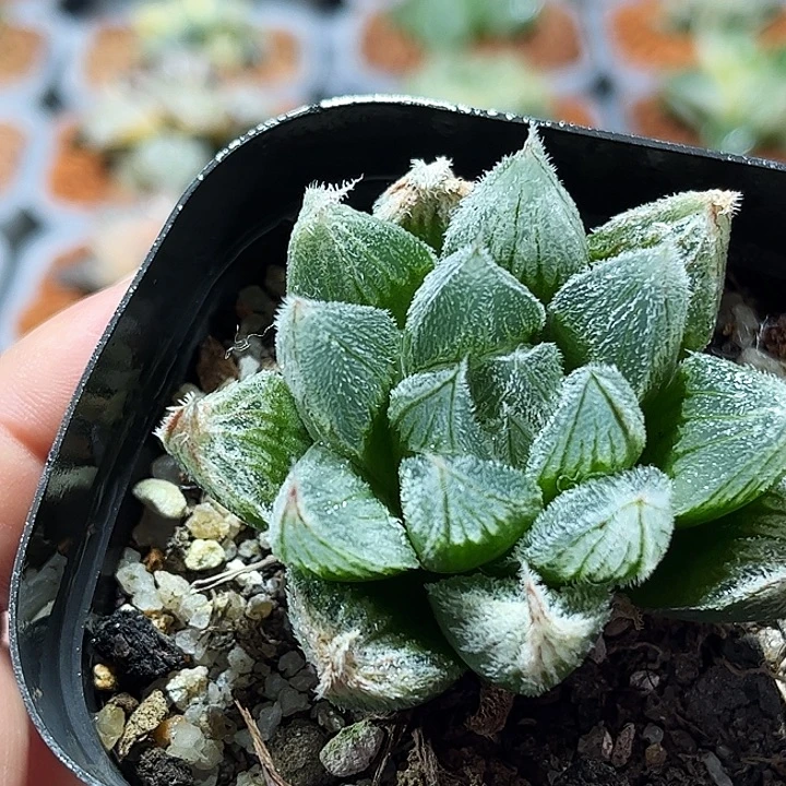 十二卷多肉白狐狸