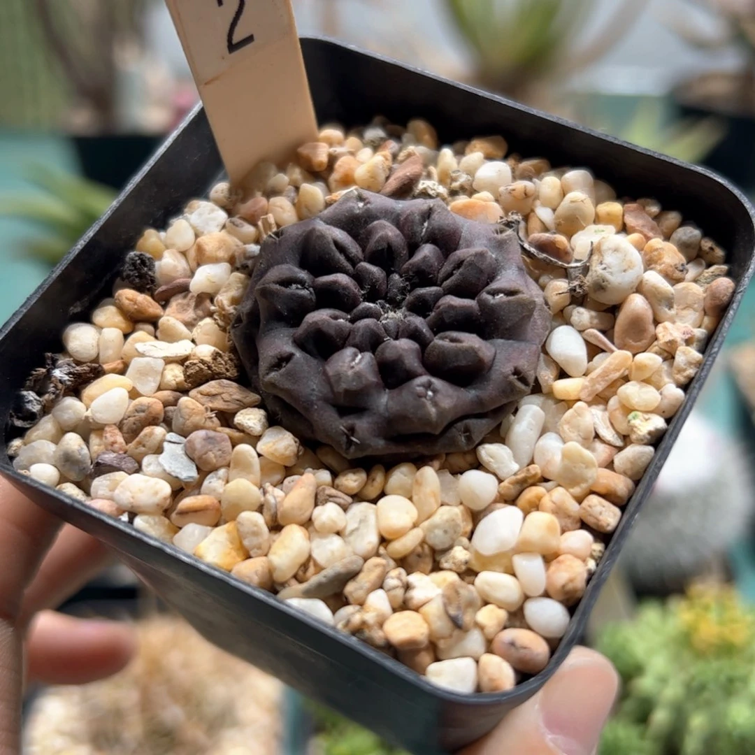 实生无刺雷头 脱土发货多肉