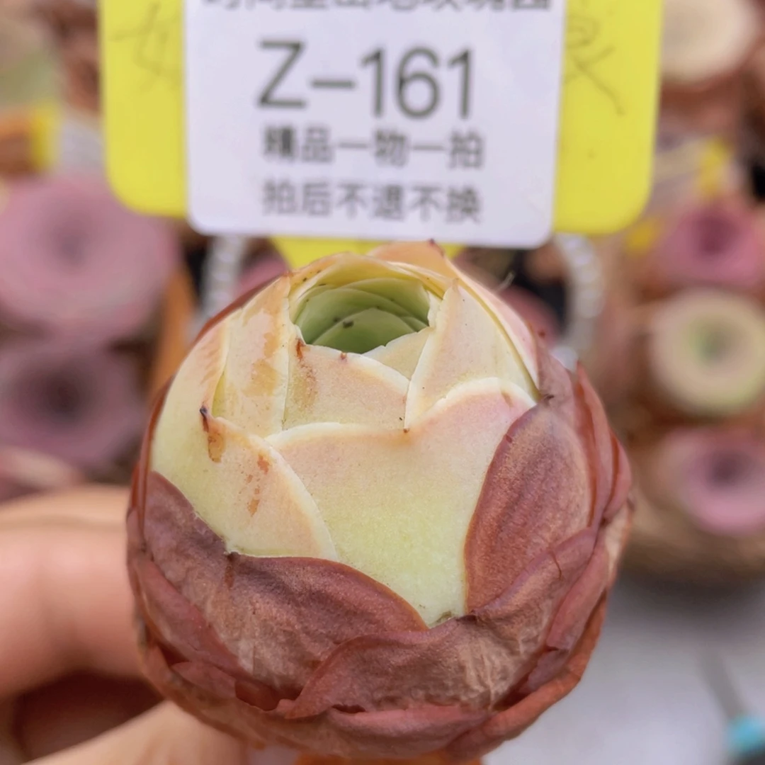 山地玫瑰Z161断枝不包损不售后