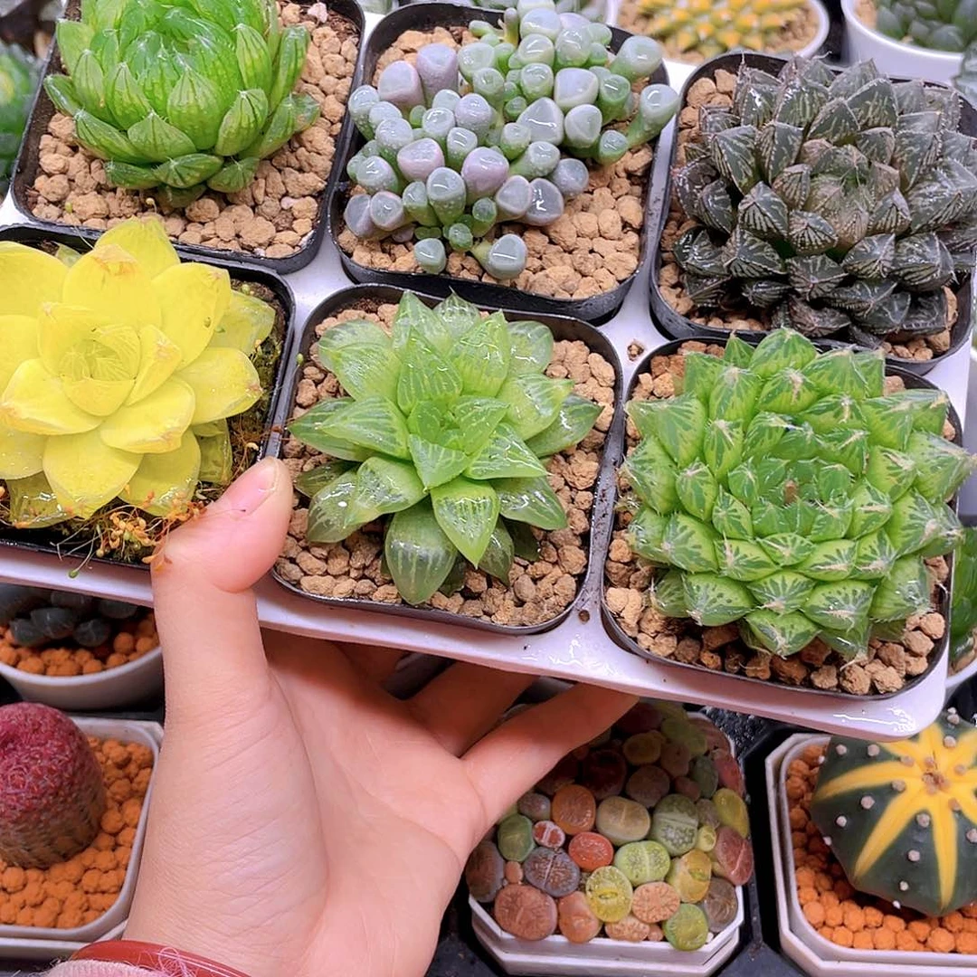 玉露六件套多肉，原盆