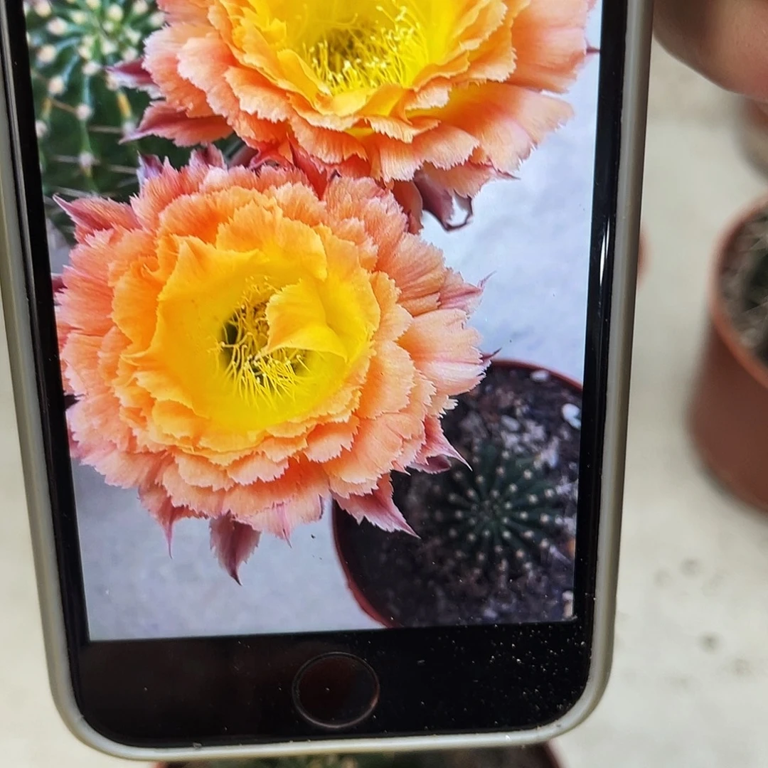 彩草橙黄羽毛5.5公分左右有点干皮