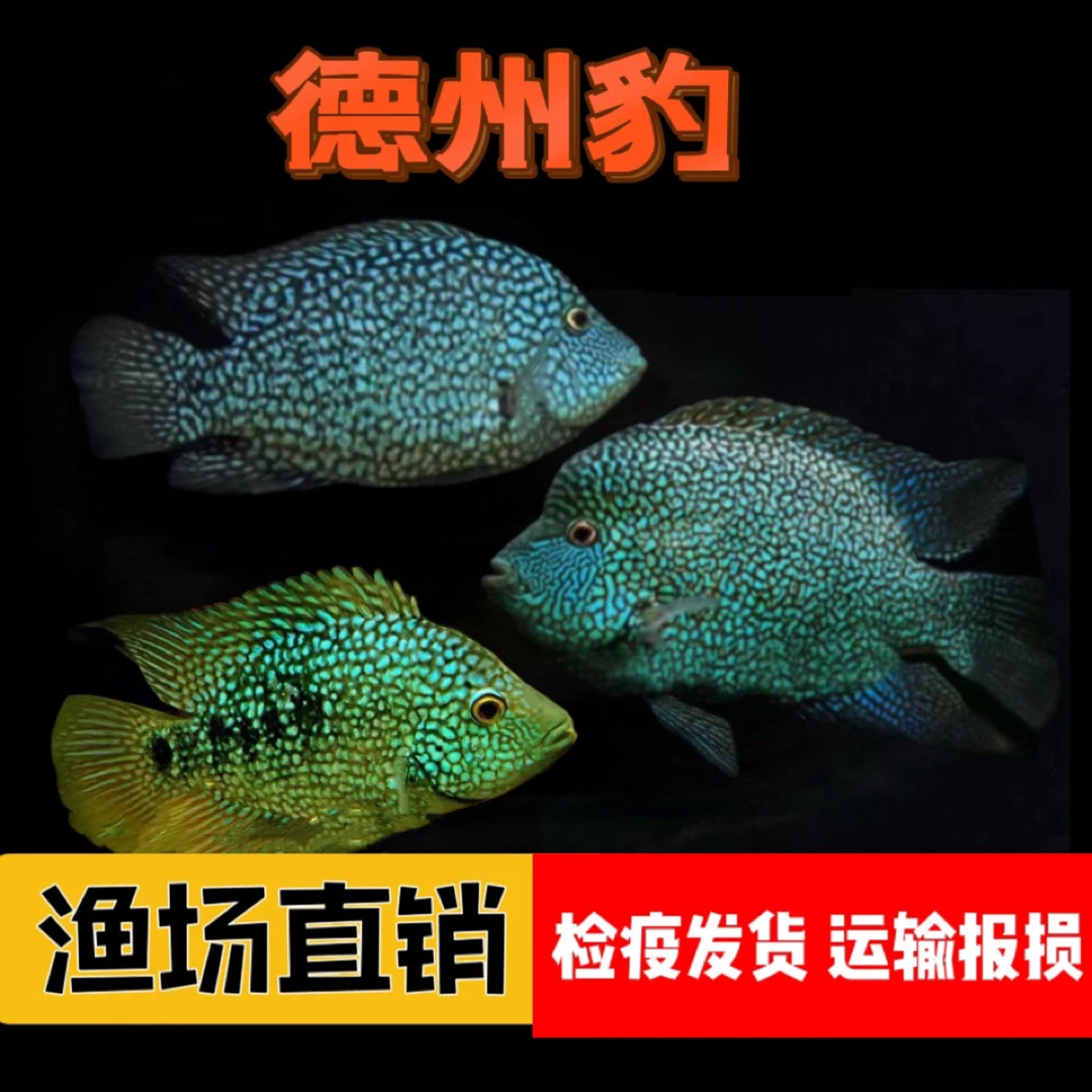 南美慈鲷德州豹绿巨人鱼中大型热带淡水观赏鱼活体