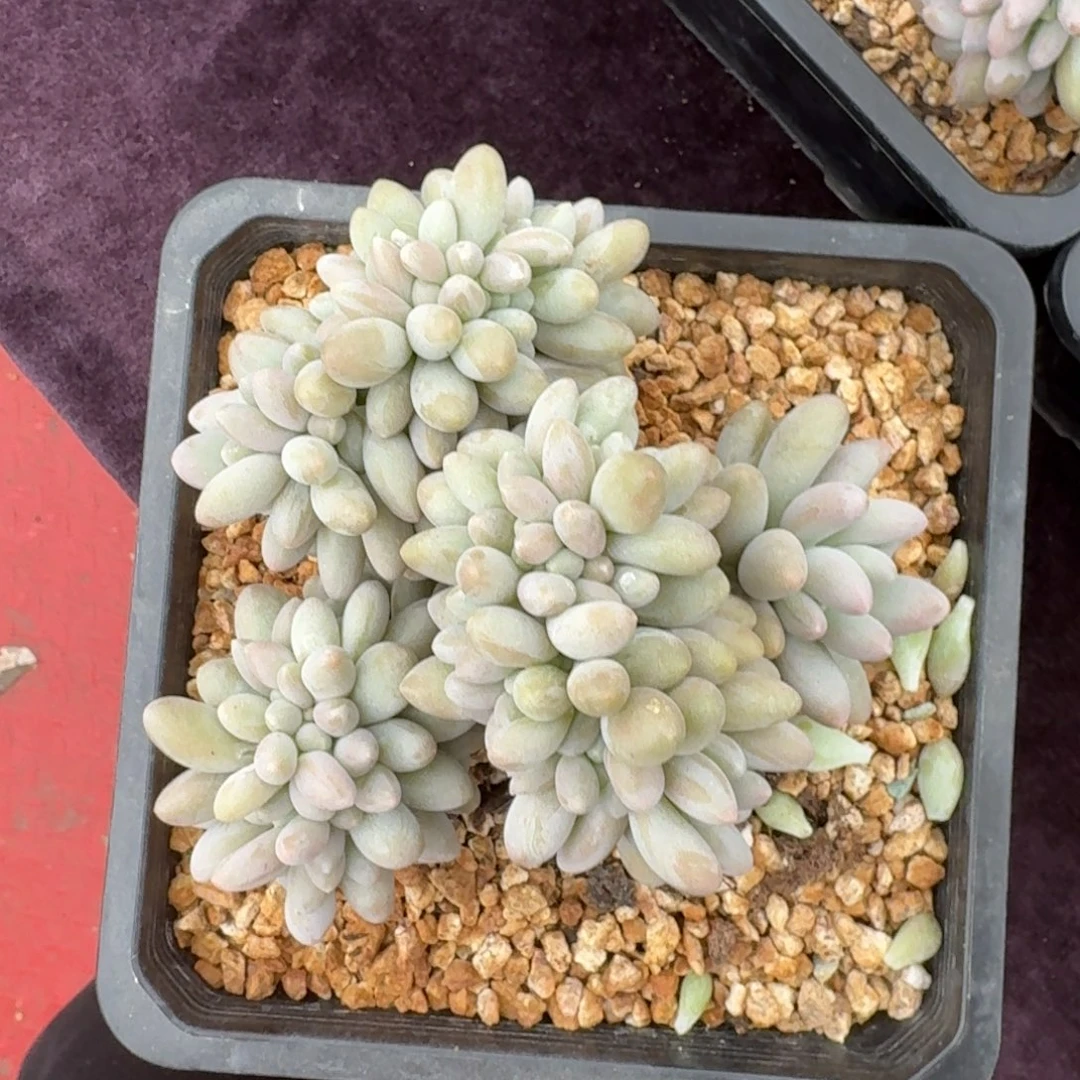 13厘米的尺寸一物一拍的