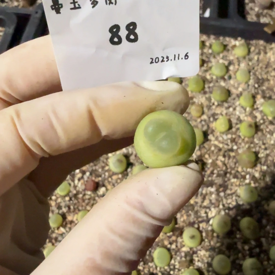 酷***蛋多肉多肉多肉11.6-088