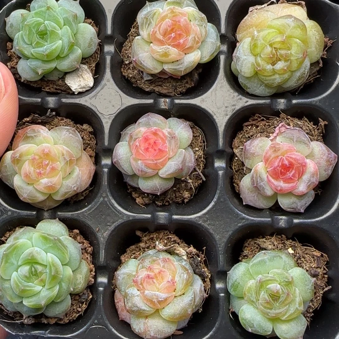 墨***刀【满29包邮非偏远】538九棵卡拉米