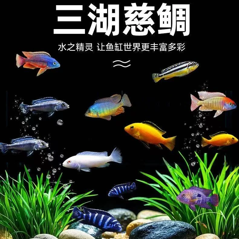 热带淡水招财鱼三湖慈鲷鱼红色马鲷鱼活体观赏鱼新手好养