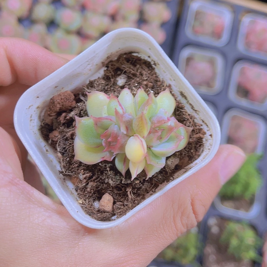 水晶虾饺带盆土发满9.9包邮