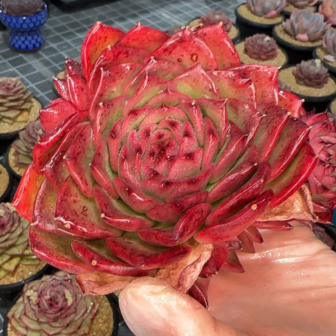从前慢花园精选我爱你