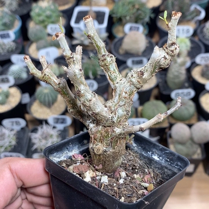 实生沙漠苏木255号8.5cm