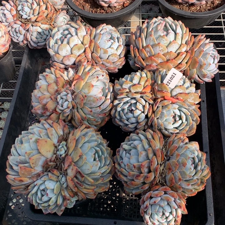 121021六个嗯嗯嗯嗯嗯嗯好