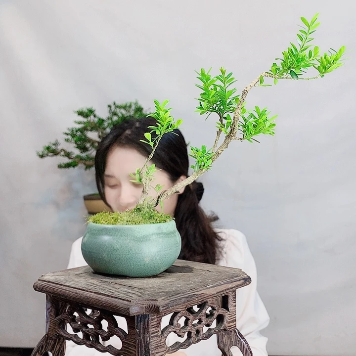 无花朵韩*良皱皮雀舌黄杨盆景