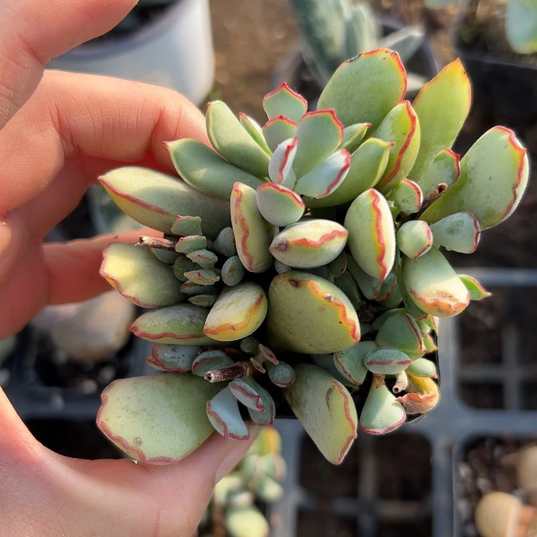 杜呃呃呃呃呃呃呃呃呃