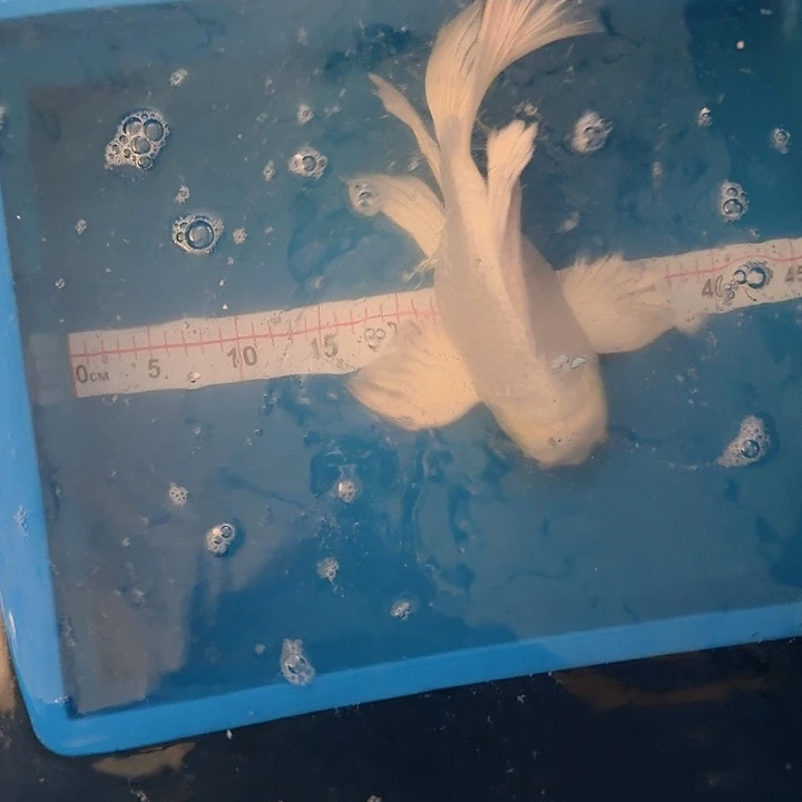长***馆蝴蝶鲤鱼蝴蝶鲤包邮40不售后