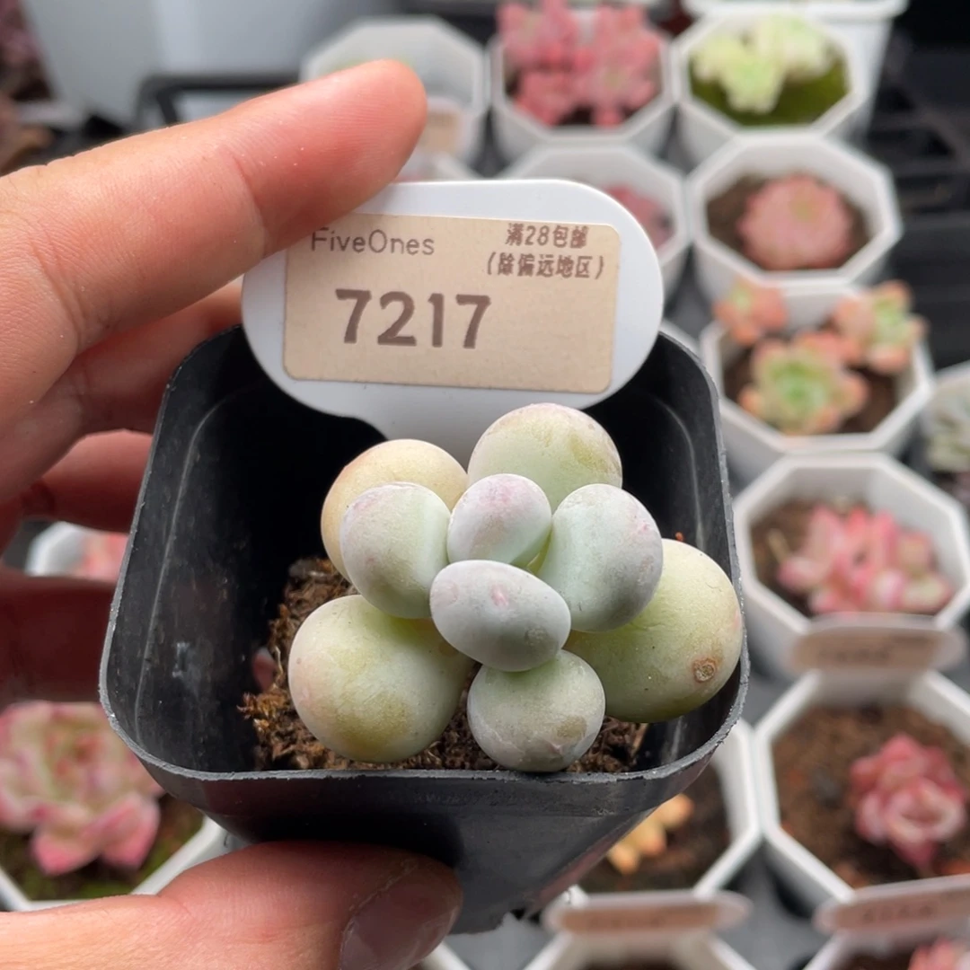 奶酪7217-4.5厘米