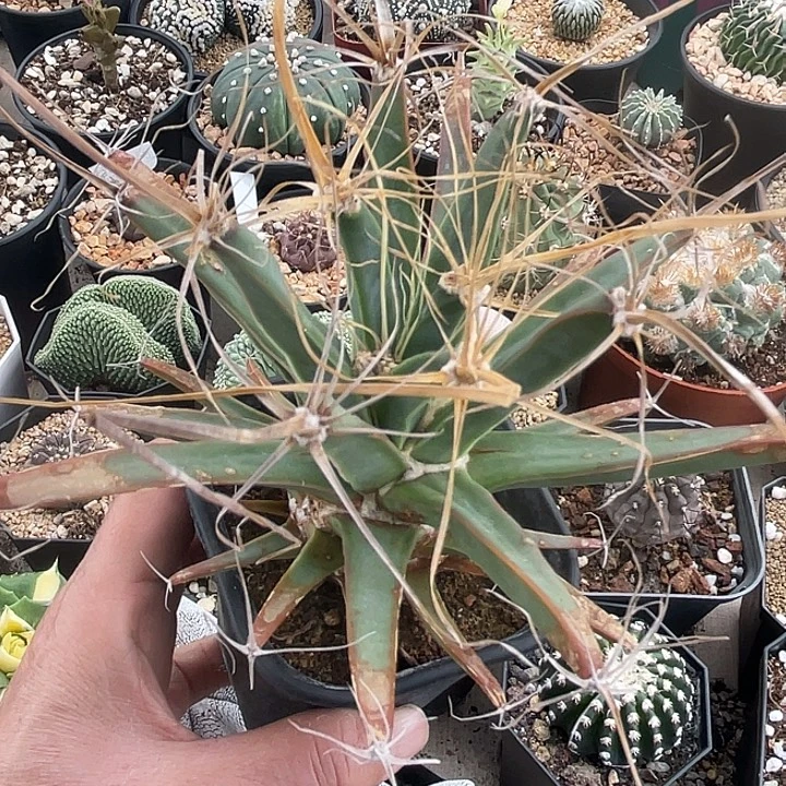 光山龙舌兰仙人球