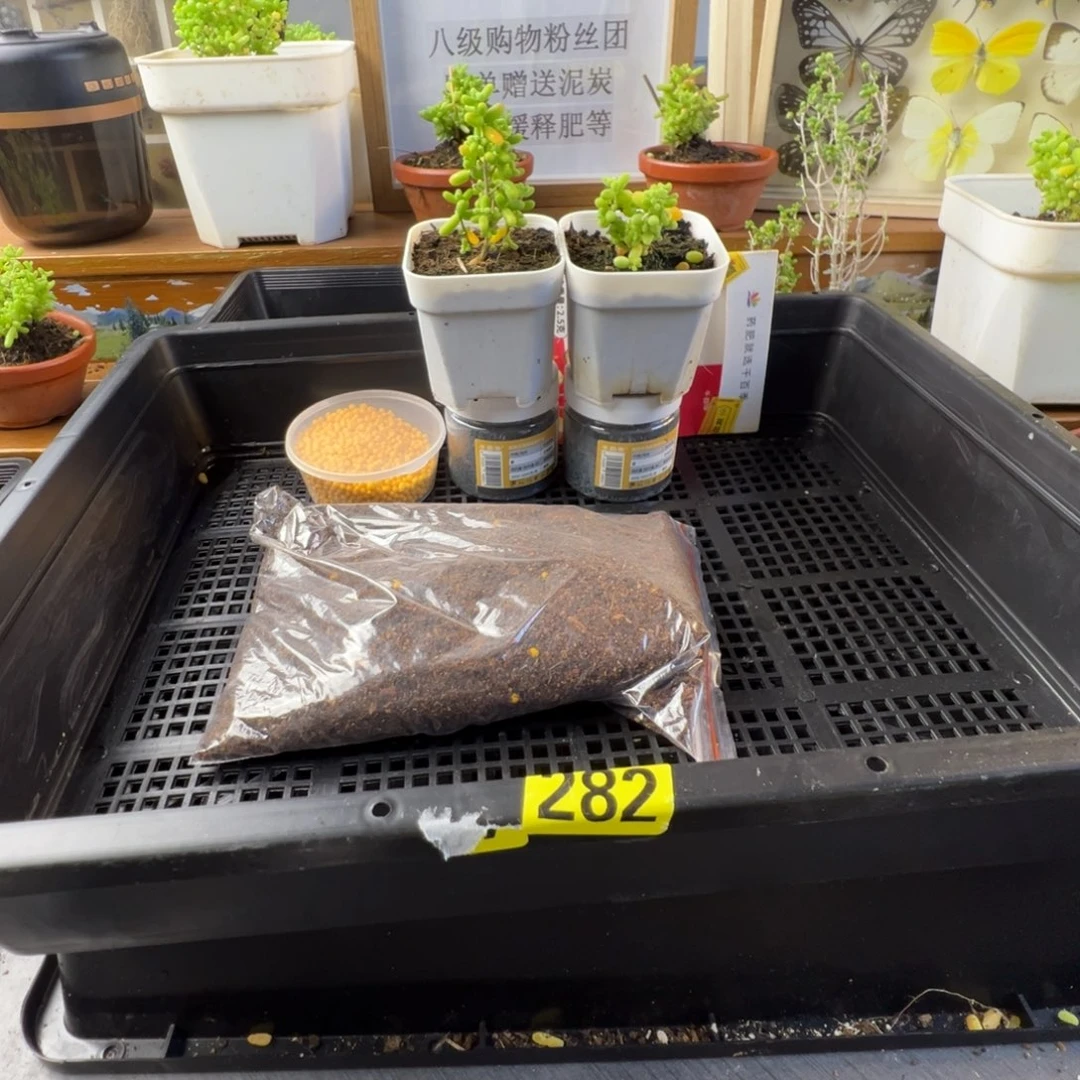 枝干番杏批发价282