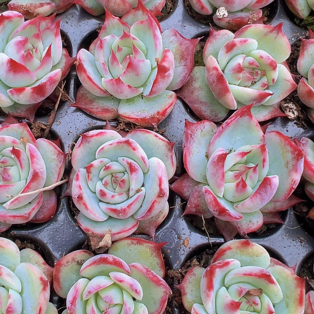 宽叶惊鸿仙子苗5颗