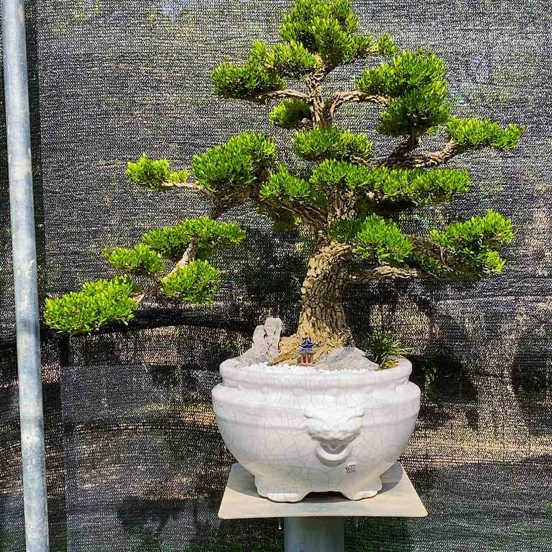 无花朵大**少黄杨盆景造型