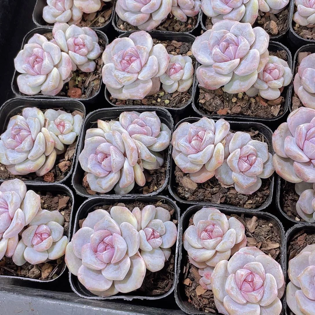 量拍105号 芋圆啵啵双头一个