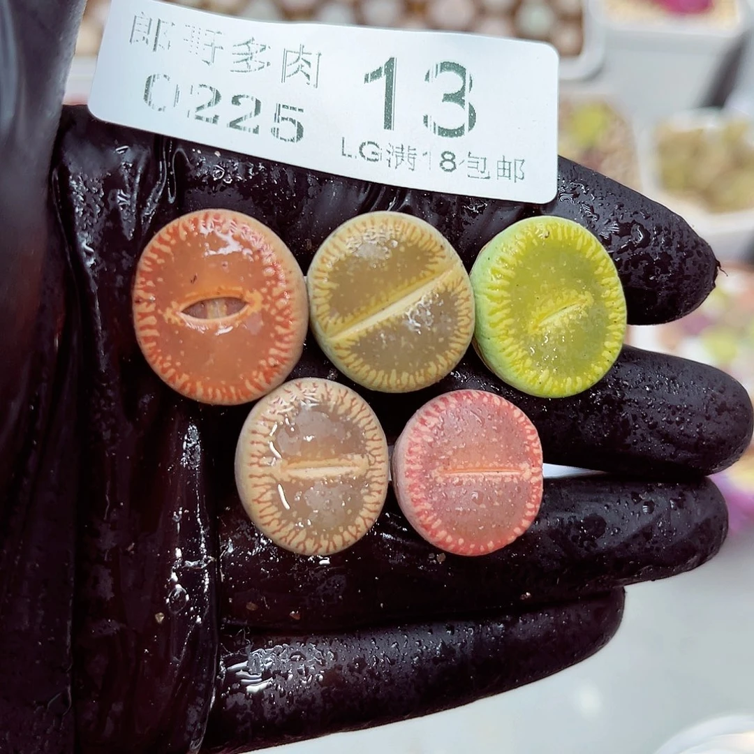 郎哥多肉生石花25-13