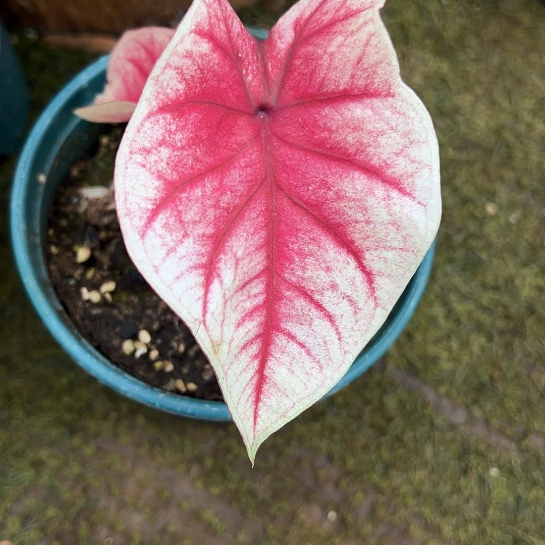 无花朵泰彩福利款养定