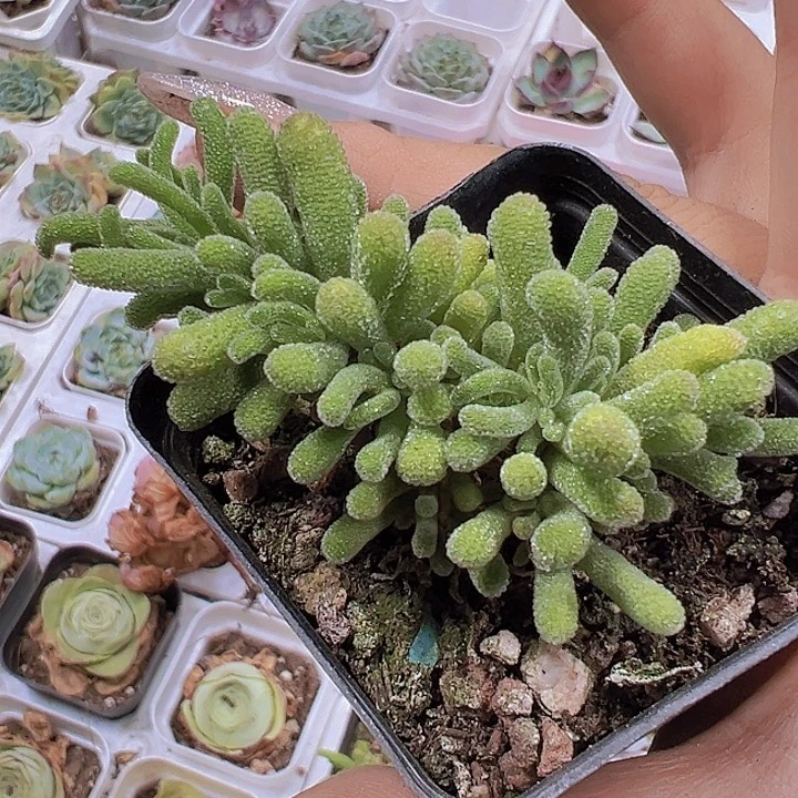 荧光兔枝干19包邮多肉植物
