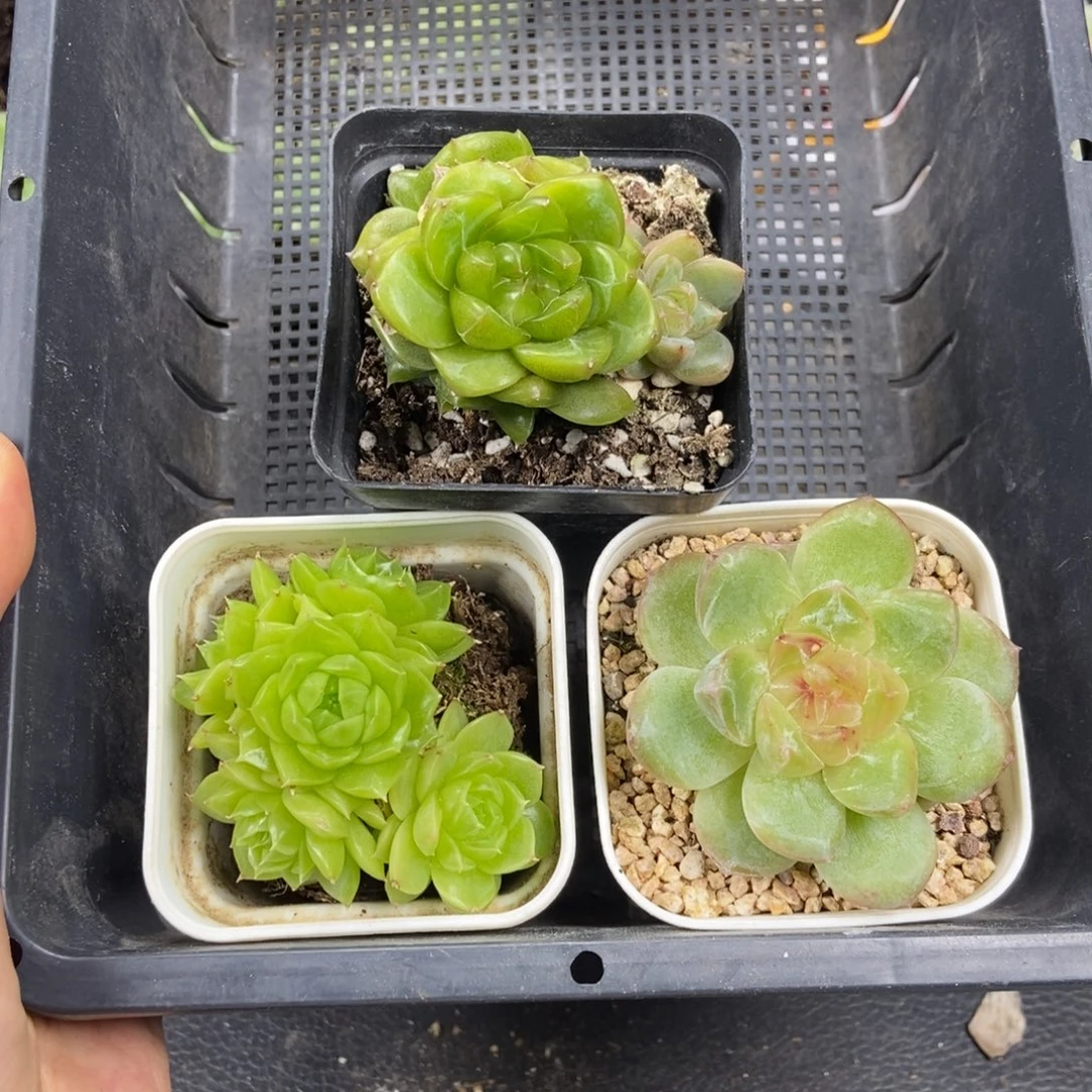 东篱下多肉植物哈哈哈哈