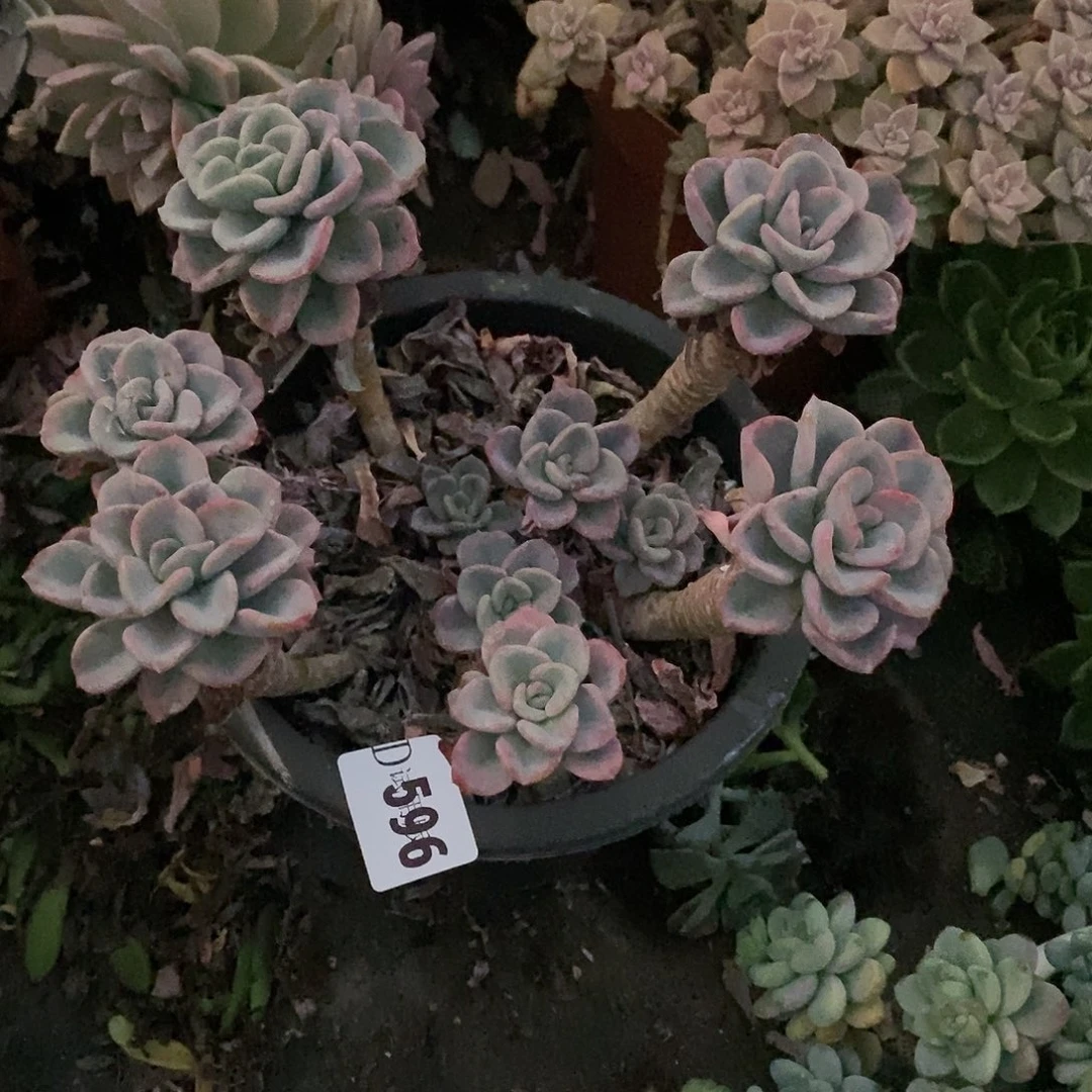 D*596美尻多肉植物