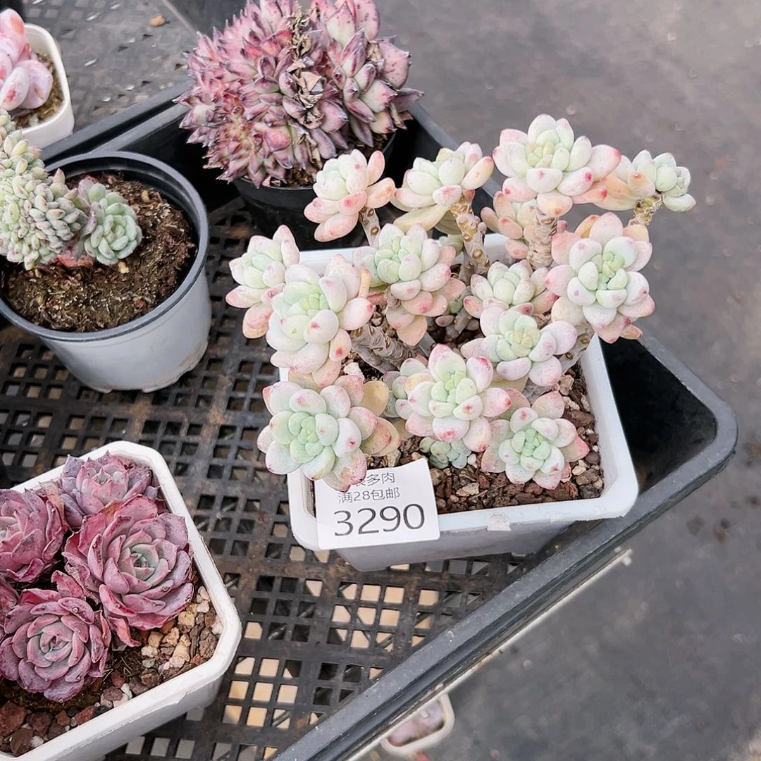 9号亦*我们的确是一3290