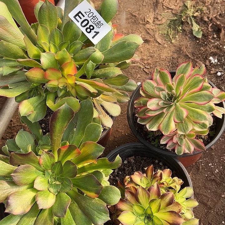 多肉植物081种植物