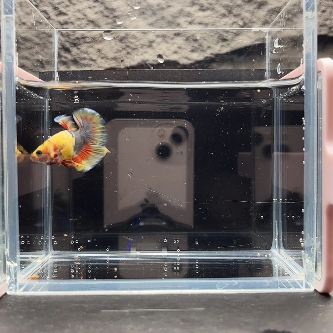 海水鱼宙斯斗鱼竞拍12-14精品班