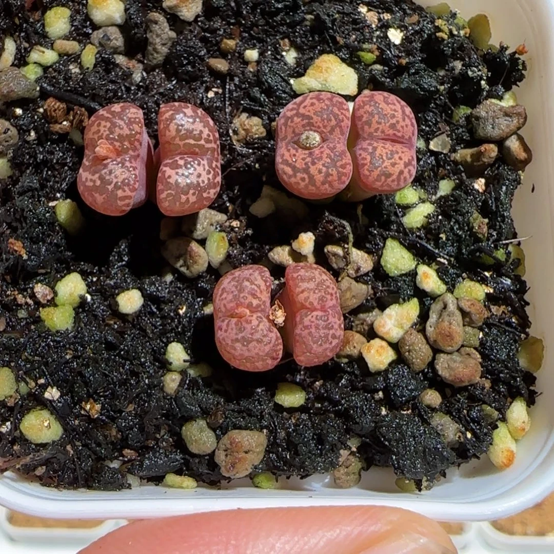 肉锥多肉植物组合-勋章一盆660