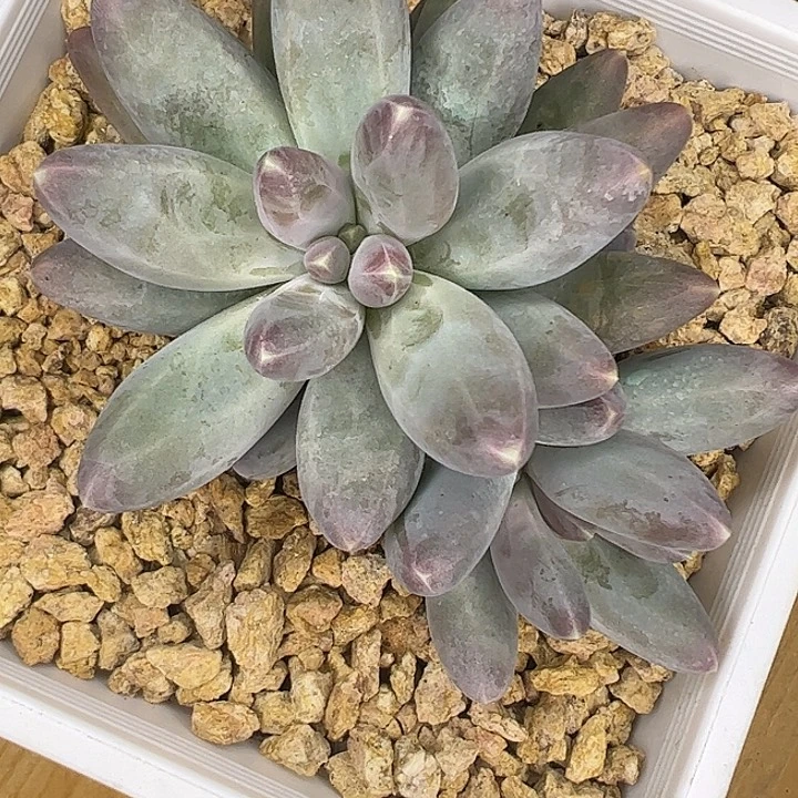 欧若拉自然群1111111