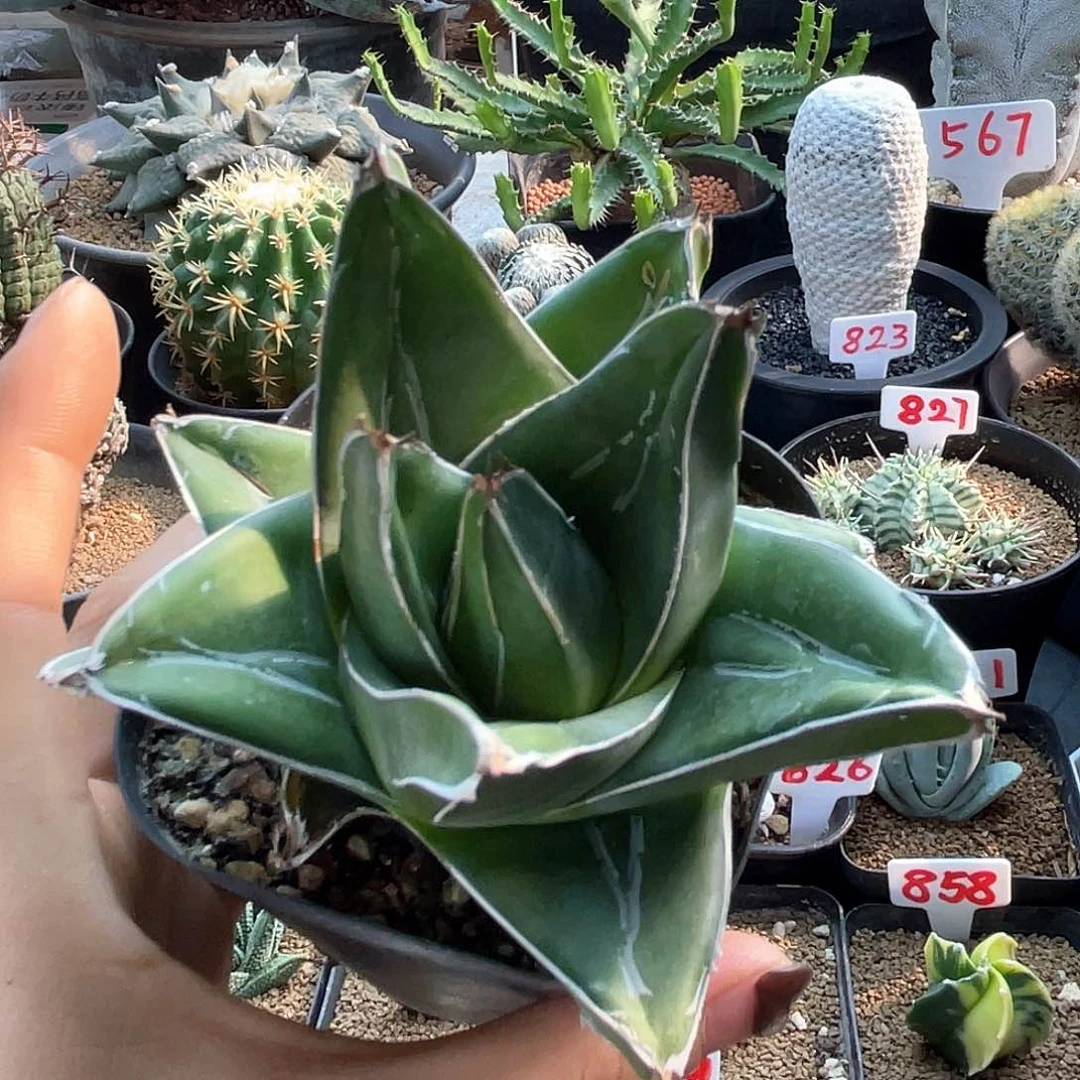 短叶桃太郎仙人球多肉