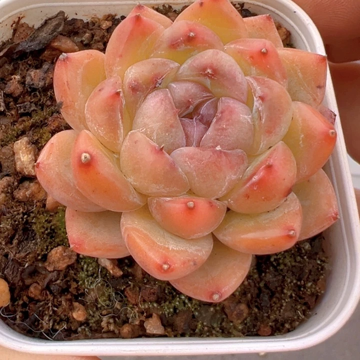 钻石珍妮【一物一拍】两单包邮