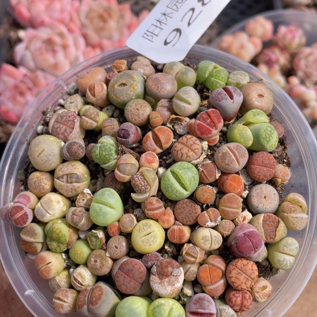 多肉植物多肉植物928