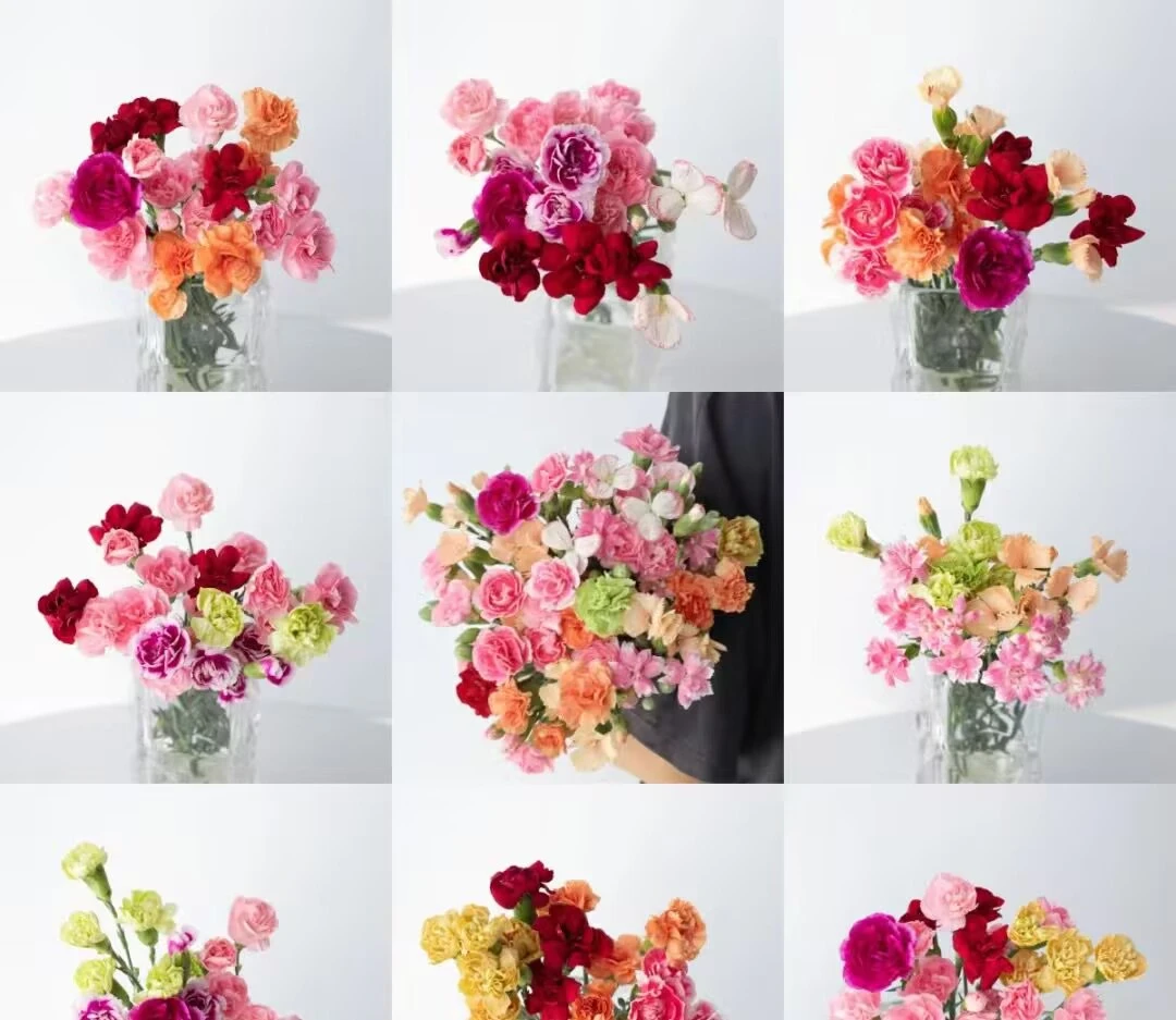 母亲节【一件包邮】多头康乃馨20支   云南基地鲜花 家养 水养