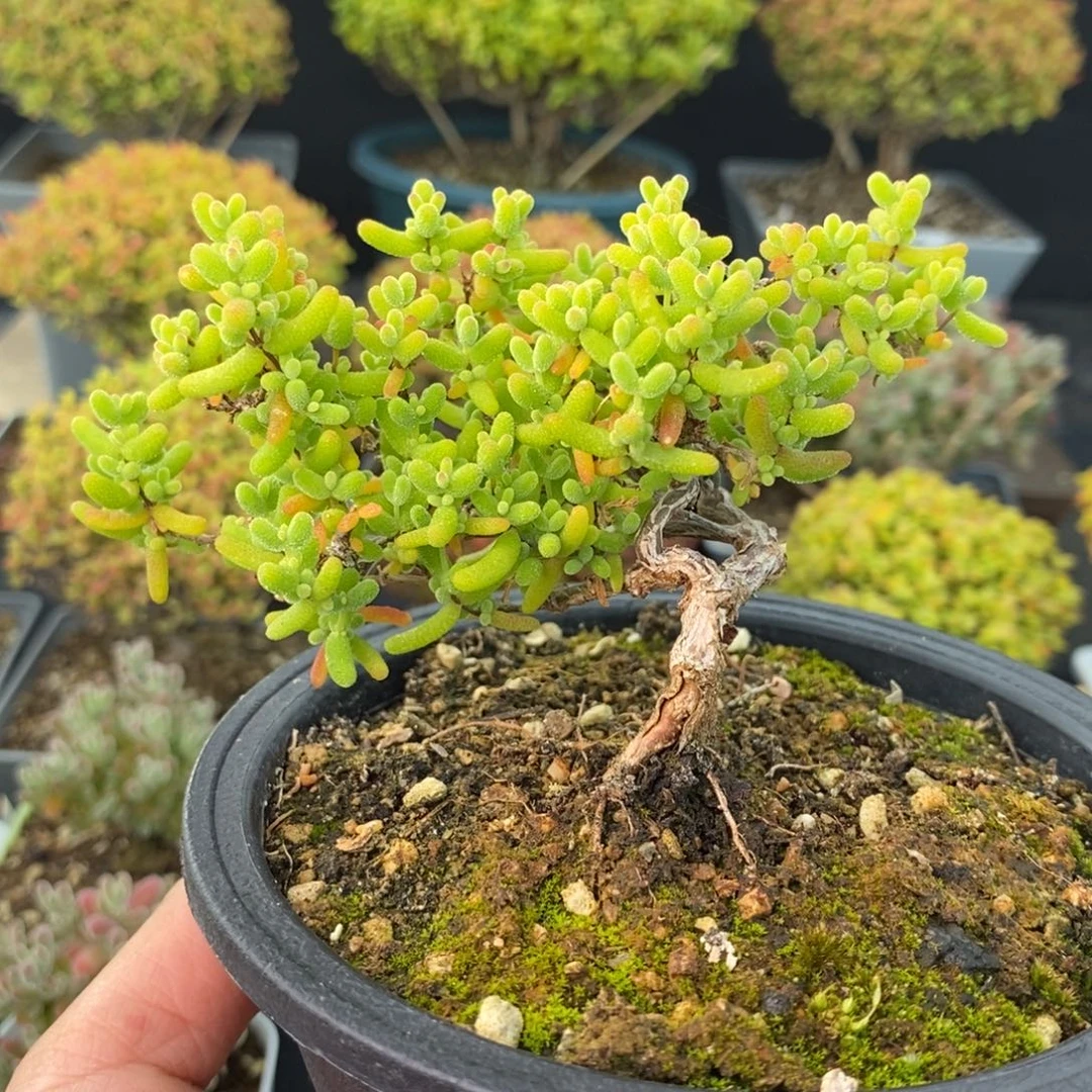 1507造型桩蜜橘糖球 。