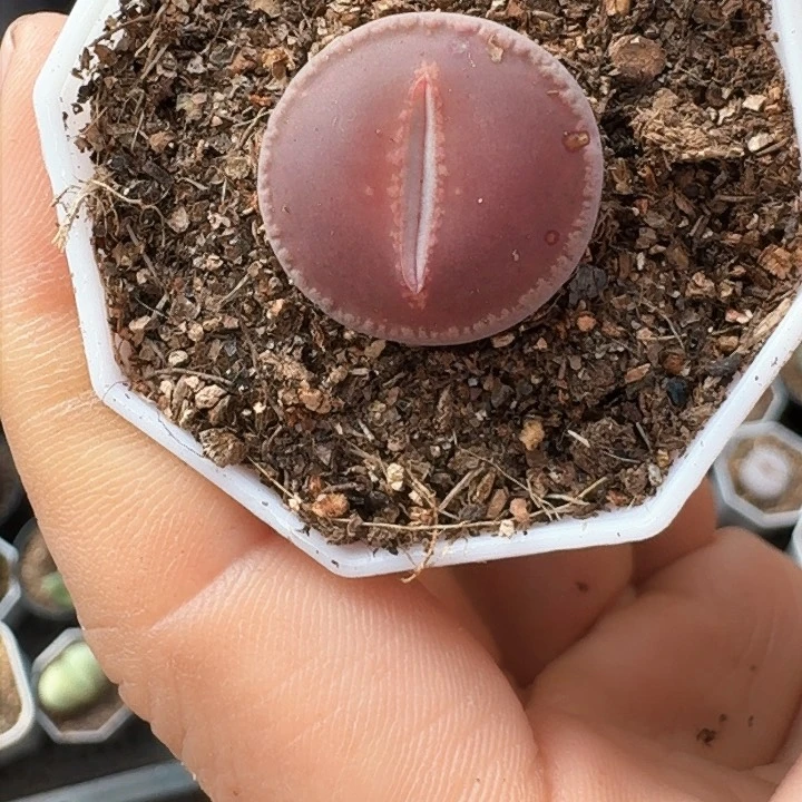 生石花11111。    51