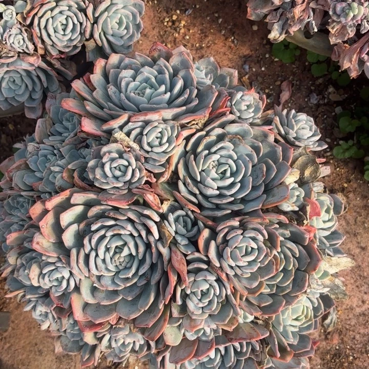 冷橙。  25。        多肉