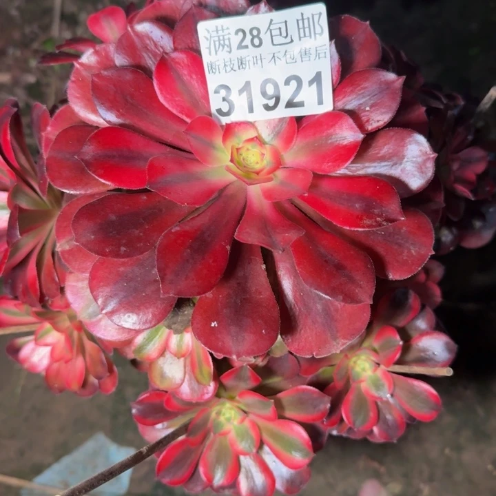 31921美杜莎多肉植物