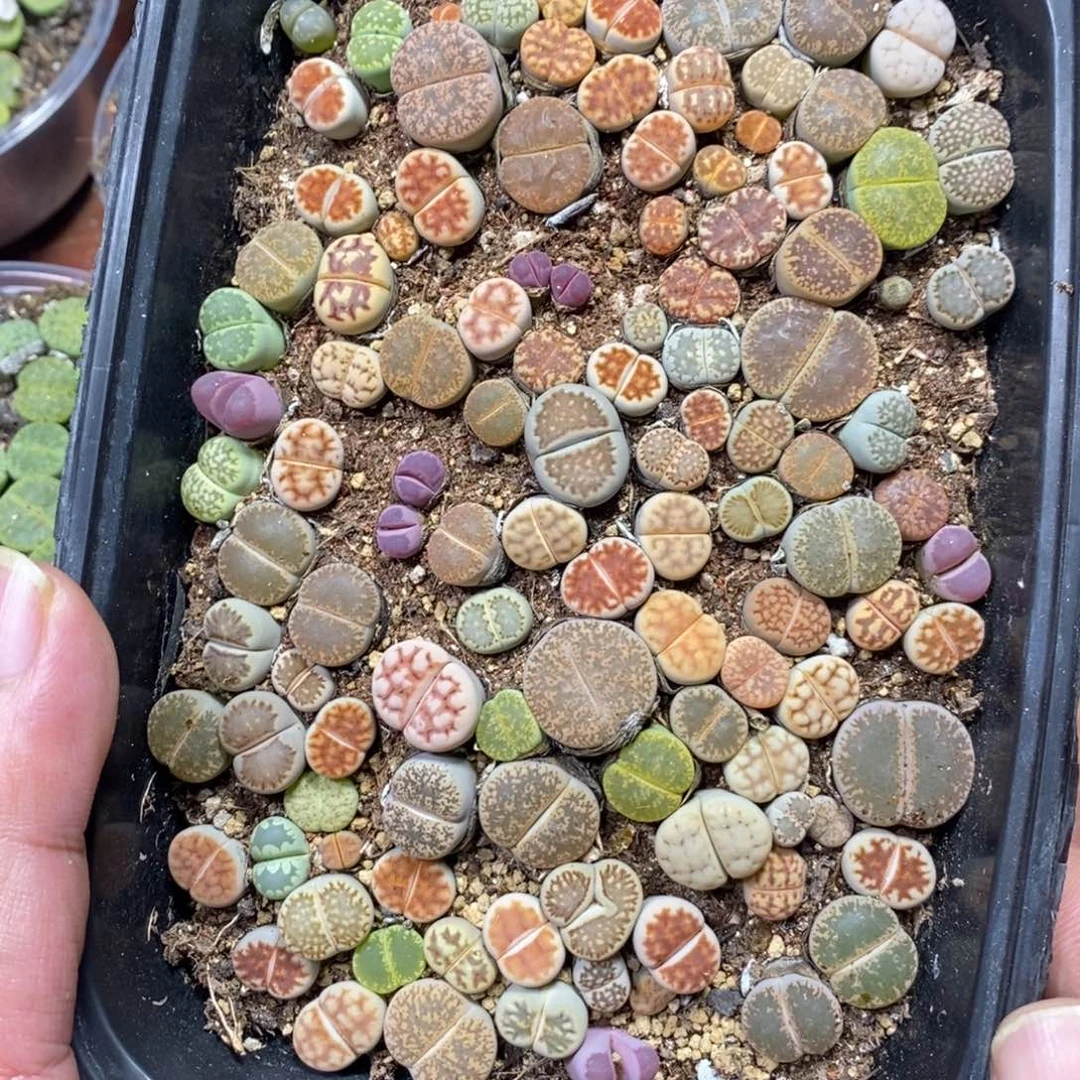 多肉蛋炒饭，感谢您相伴292