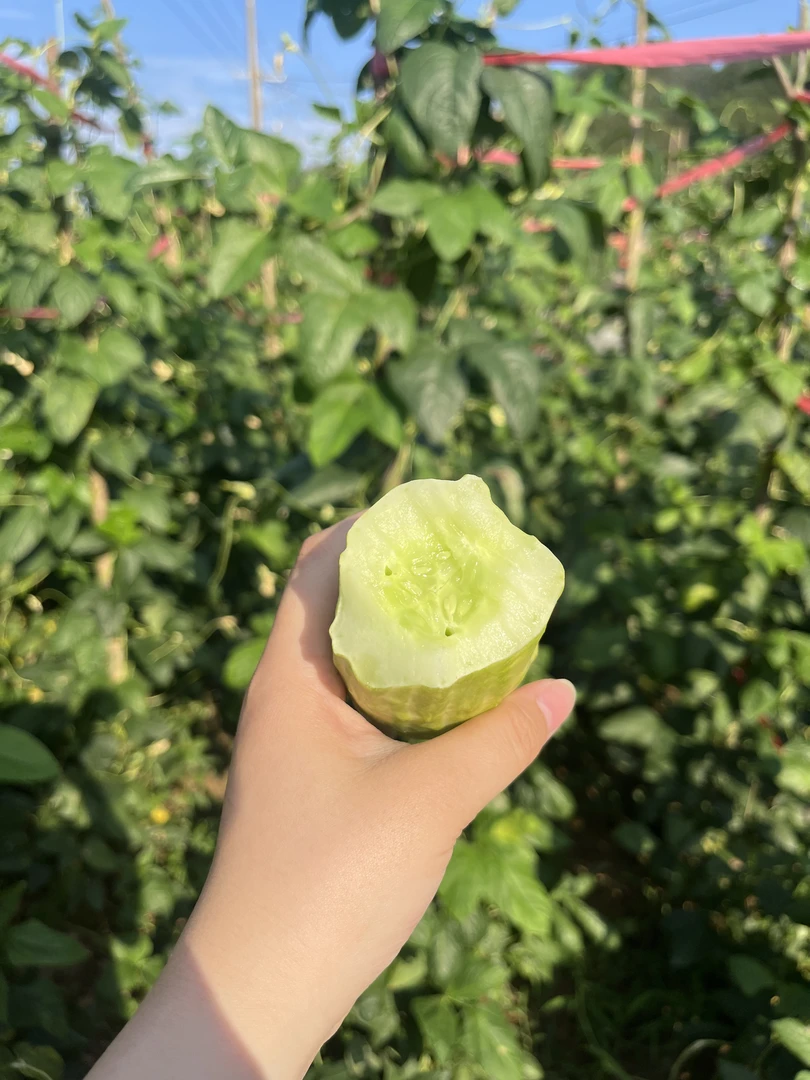 {助农}修水农家种植黄瓜 介意慎拍